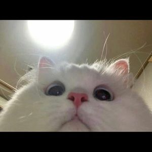 Meet your Posher, Dina